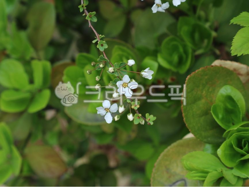 조팝나무,조팝꽃,poppyflower,poppytree,whiteflower,flower,bolssom