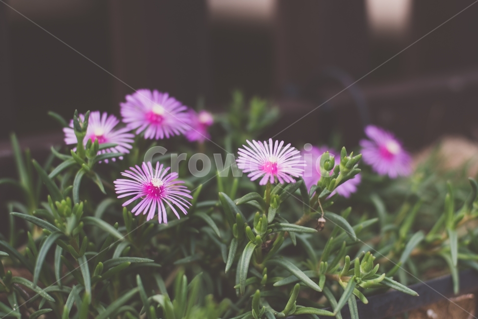 꽃,식물,flower,송엽국,국화,식물,자연,plants,nature,꽃,flower