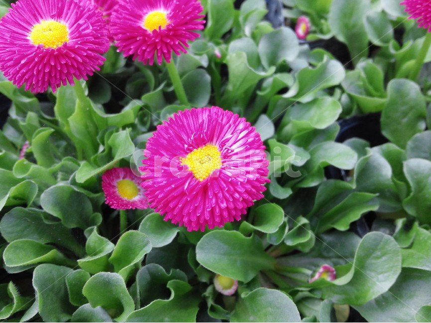 봄꽃,빨강색,식물,화초,원예,관상식물,식물,자연,plants,nature,꽃,flower