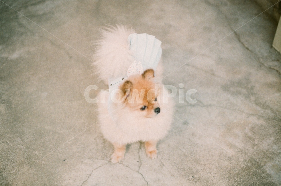 포메라니안,강아지,반려견,가족,필름사진,귀여운,사랑,감성사진,pomeranian,dog,love,family,sensitive,동물,animal,포유류,mammal,개,강아지,dog,doggy