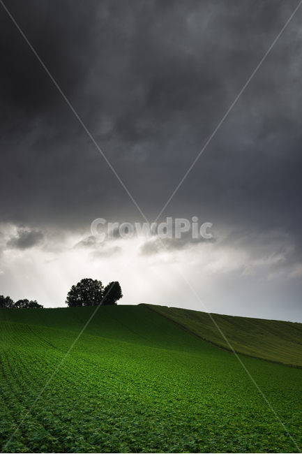 홋카이도,北海道,비에이,美瑛,들판,빛내림,자연,nature,field,들,풍경,landscape,light,자연,풍경,nature,landscape