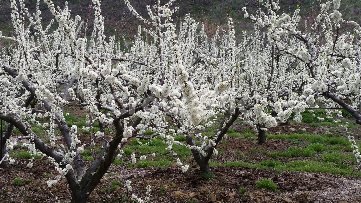꼿,과일나무,나무,배꽃,꽃나무,plant,flower,cherryblossom,식물,자연,plants,nature,나무,trees,wood