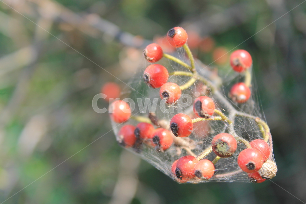 열매,빨간열매,야생열매,가을,plant,식물,거미줄,나무,trees,wood,과일,열매,fruit