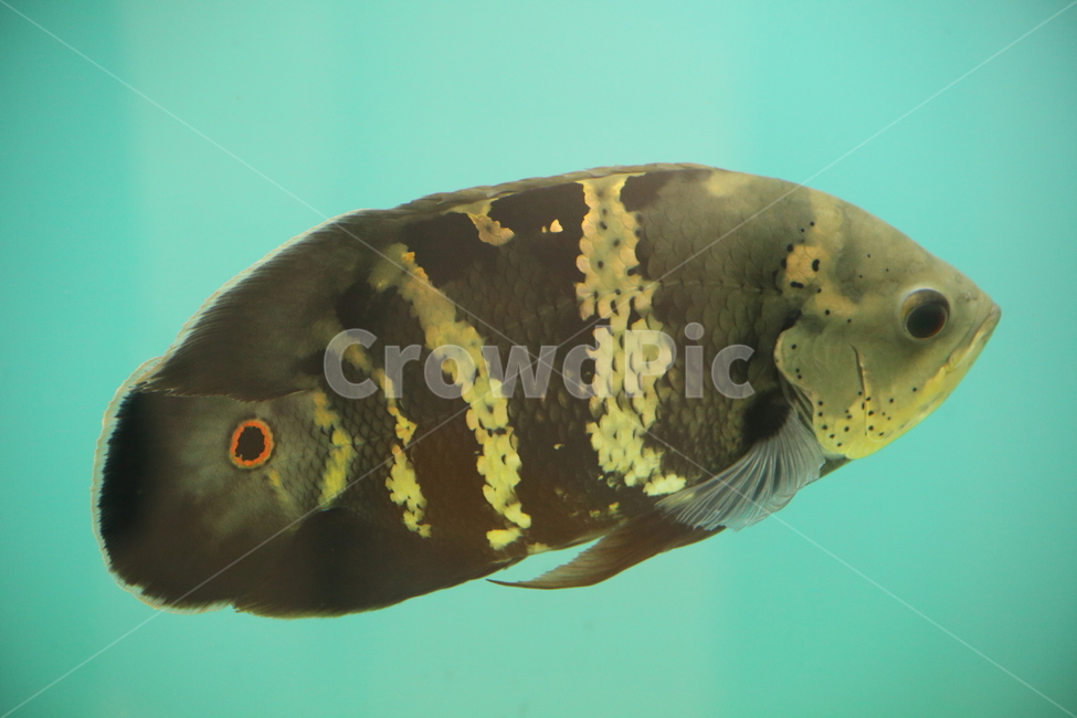 물고기,담수어,열대어,동물,fish,tropicalfish,동물,animal,어류,물고기,fish