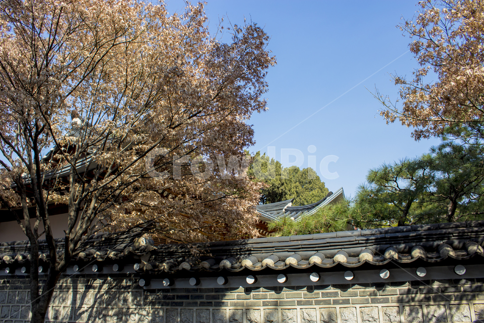 한국,전통,가옥,기와집,자연,건축물,오래된,아늑한,돌담,building,exterior,architecture,나무,한국전통,한국문화,korean traditional,korean culture,건축물,건물외관,exterior,building,structure,architecture,construction