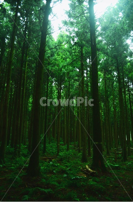 나무,자연,삼나무숲,숲,초록색,green,자연,풍경,nature,landscape,식물,plants,나무,trees,wood,휴식,힐링,rest,relaxation,healing,vegetation,초목,plant,초록,land,땅,outdoors,옥외