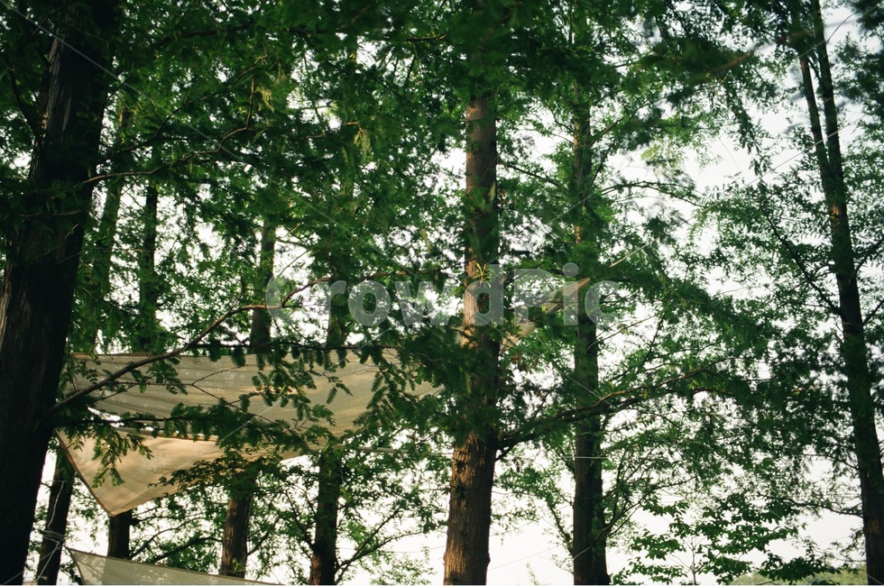 자연,푸른사진,숲사진,빛나는사진,감성사진,자연,풍경,nature,landscape,식물,plants,나무,trees,wood,tree,plant,tree trunk,나무 줄기