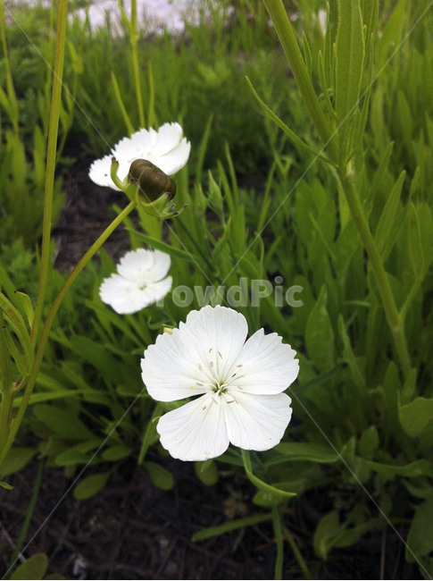 꽃,흰꽃,줄기,잎사귀,꽃봉우리,들,정원,flower,white,leaf,식물,자연,plants,nature,꽃,flower