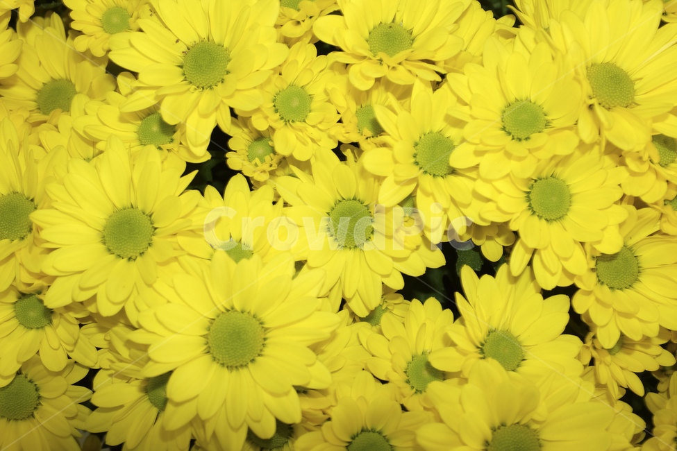 국화,꽃,가을,칼라,color,자연,접사,flower,closeup,chrysanthemum,autumn,fall,season