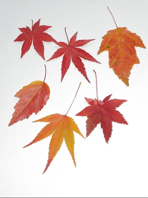 가을,단풍,나뭇잎,단풍잎,낙엽,잎,leaf,식물,나무