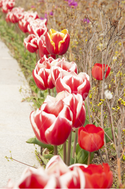 flower,식물,꽃,plant,튤립,봄꽃,5월의꽃,꽃길
