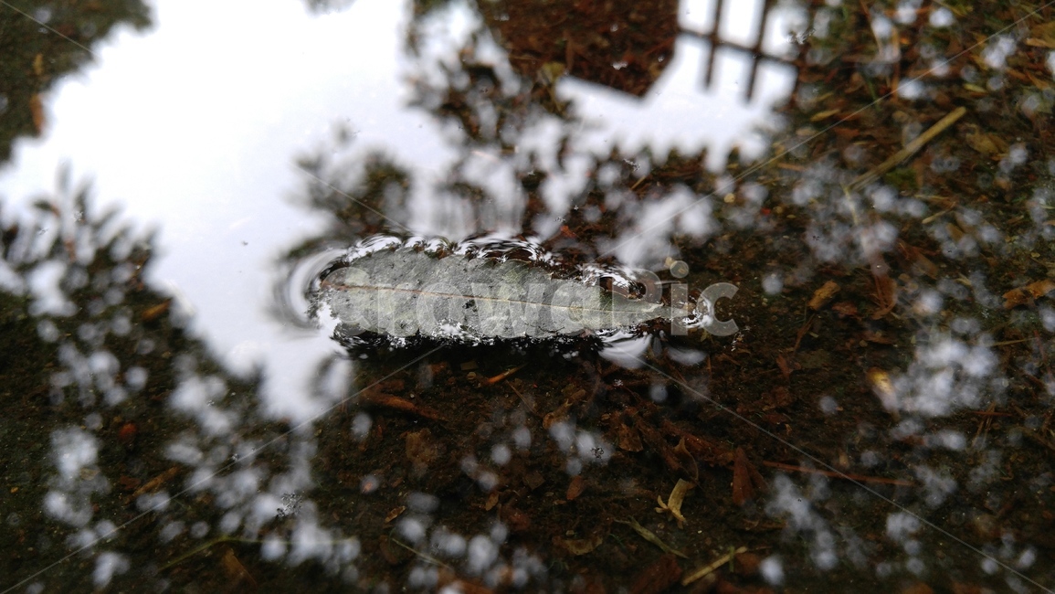 나뭇잎,잎,물,그림자,갈색,떠있는,배경,leaf,water,shadow,brown,floating,background