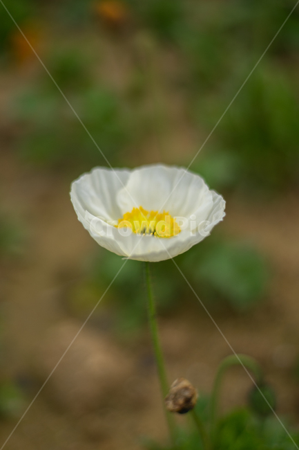 양귀비,봄,꽃,자연,식물,근접,봄꽃,식물,자연,plants,nature,꽃,flower