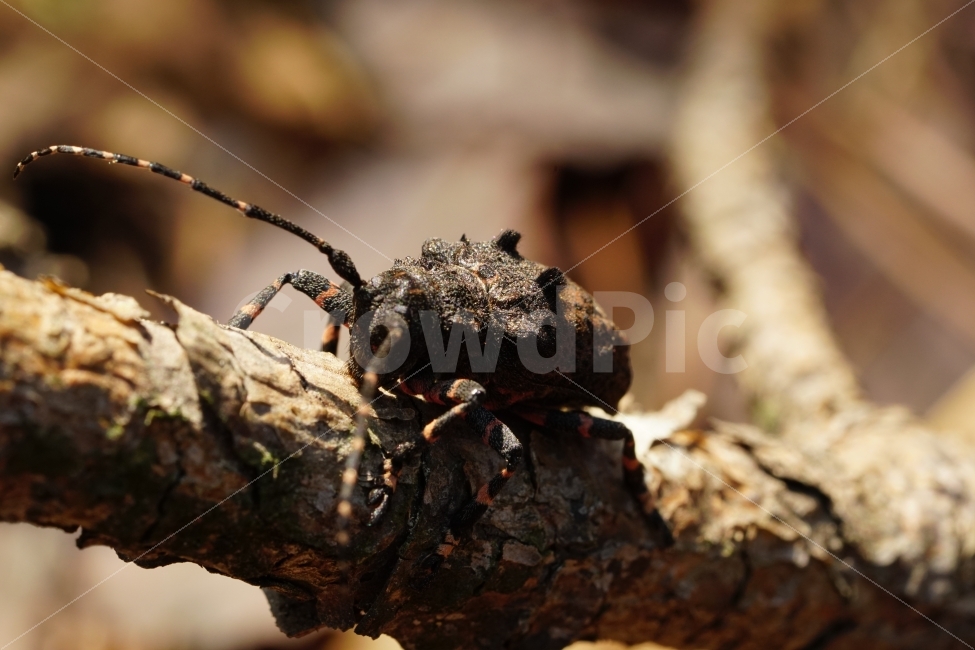 털두꺼비하늘소,곤충,자연,산,나무,식물,낙엽,이파리,벌레,insect,nature,동물,animal털두꺼비하늘소,animal,macro,접사,closeup,클로즈업,산속,숲속,산림,삼림,환경,plants,생명,풍경,landscape,snap,스냅,나뭇가지,동물,animal,곤충,벌레,insect,bug