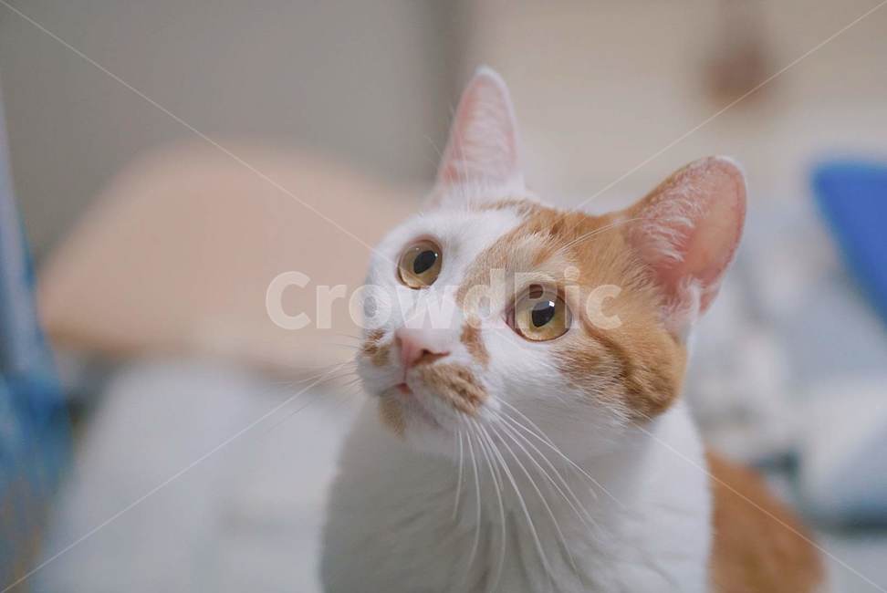 mammal,고양이,animal,pet,동물,cat,동물,animal,포유류,mammal,고양이,cat,kitten,kitty