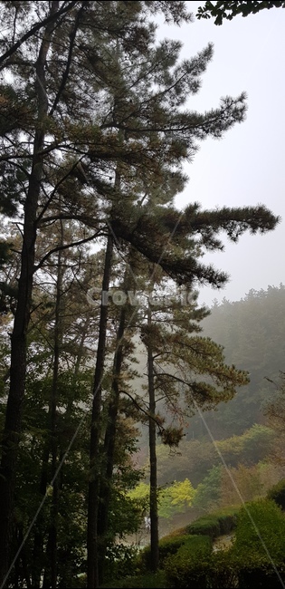 아침,새벽,피튼치드,안개,숲,식물,자연,plants,nature,나무,trees,wood