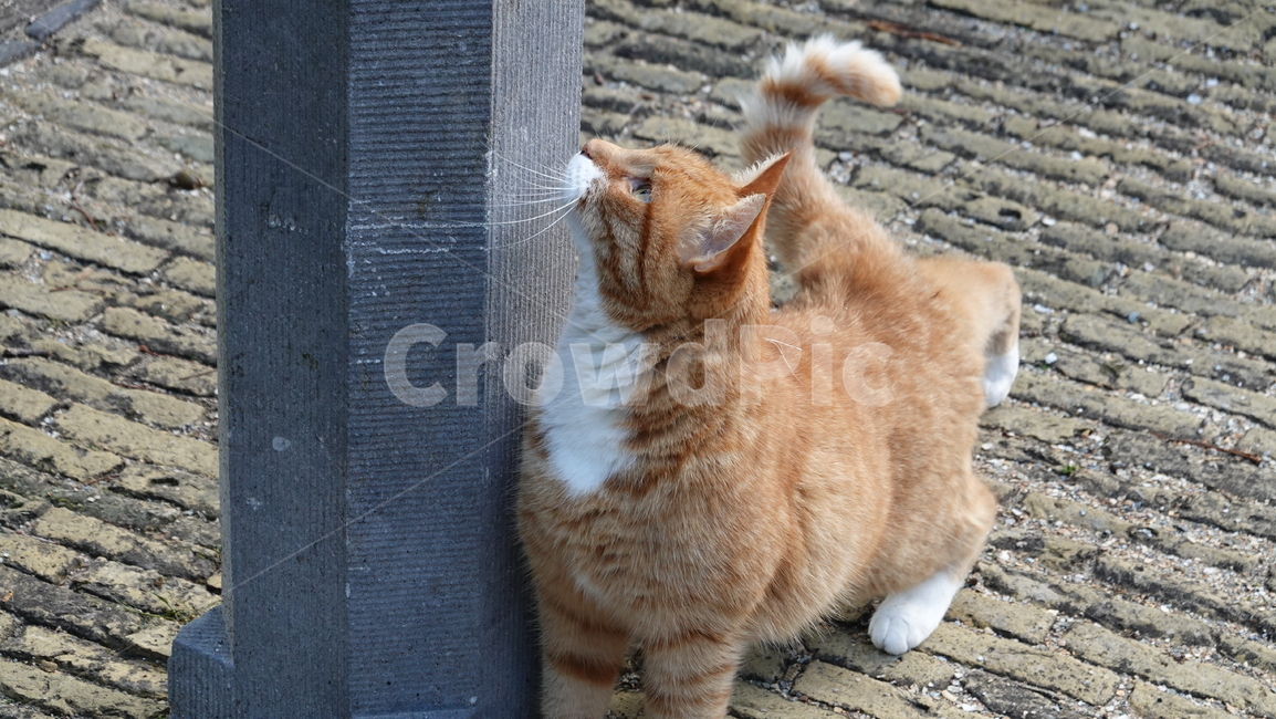 고양이,cat,동물,animal,귀여운,cute,동물,animal,포유류,mammal,고양이,cat,kitten,kitty