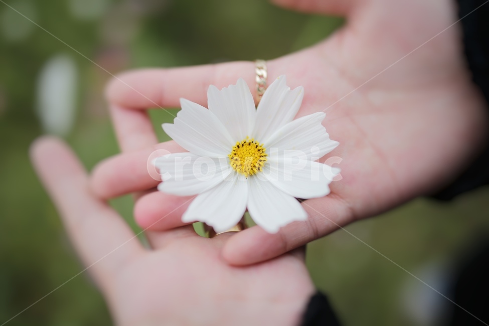 꽃,코스모스,화이트,가을,손,꽃,flower,사람,인물,인간,human,person,신체일부,몸,body