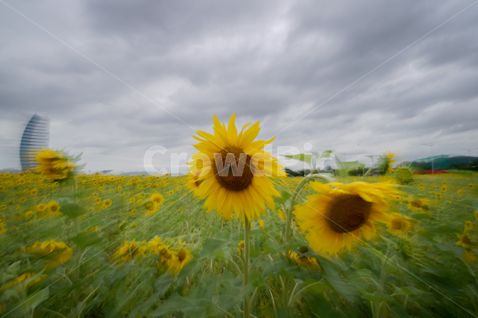 해바라기,흐린날,여름꽃,sunflower,flower,구름,식물,자연,plants,nature,꽃,flower