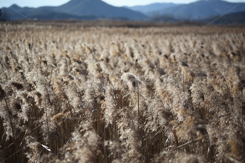 식물,풀,잡초,갈대,commonreed,순천만습지,가을,계절,fall,autumn,season,자연,풍경,nature,landscape,grass,잔디,plant,lawn