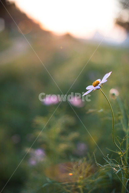 꽃,코스모스,노란색,녹색,자연,식물,풀,가을,계절,fall,autumn,season,식물,자연,plants,nature,꽃,flower,감성,sensible,feeling,plant