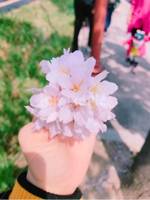벚꽃,꽃,자연,plant,식물