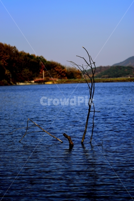 나무,가을,저수지,외로움,고독,식물,자연,plants,nature,나무,trees,wood
