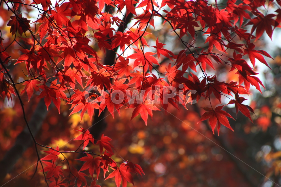단풍,단풍나무,엽록소,가을,redleaves,가을,계절,fall,autumn,season,식물,자연,plants,nature,leaf,잎,plant,tree,나무