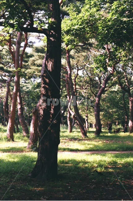 경주,황성공원,소나무,빛,필름카메라,자연,풍경,nature,landscape,tree,나무,plant,식물,tree trunk,나무 줄기