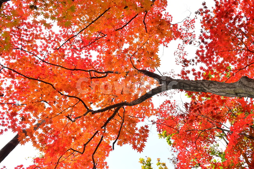 가을,단풍,자연,풍경,북한산,잎,단풍잎,붉은,나무,계절,계곡,숲,힐링,plant,fall,autumn,season,forestnature,landscape,한국자연풍경,한국자연경관,korea,tree,maple,leaf,가을,계절,fall,autumn,season,자연,풍경,nature,landscape,식물,plants,나무,trees,wood
