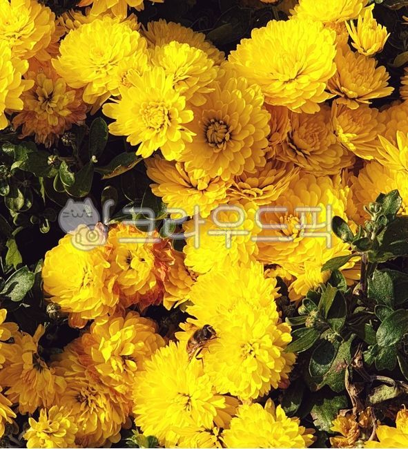 flower,꽃,국화,국화꽃,벌,꿀벌,가을국화