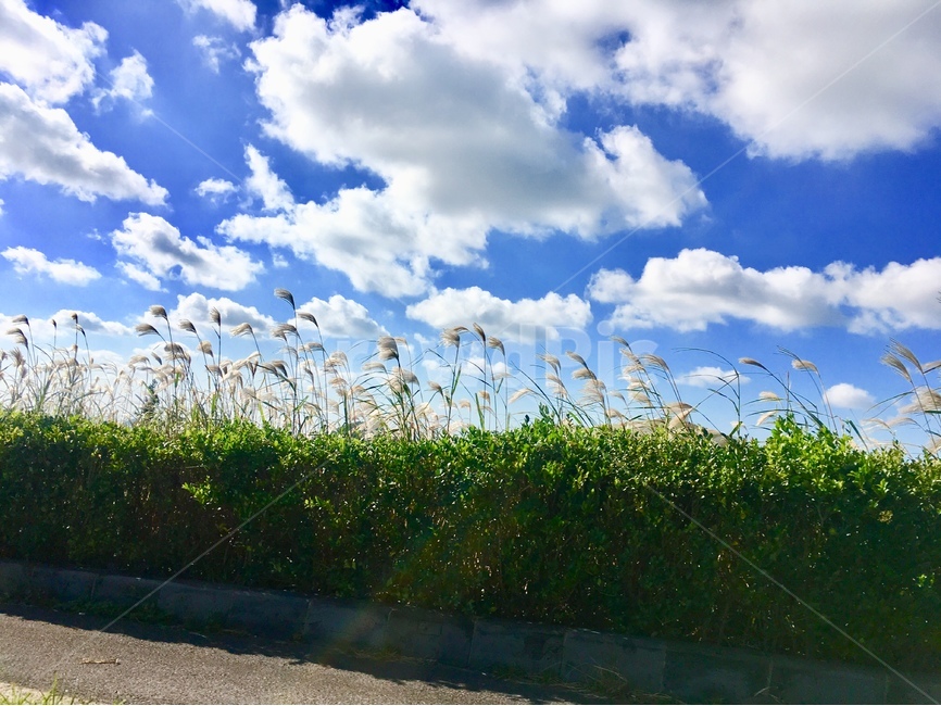 풍경,landscape,하늘,갈대,sky,cloud,햇살,햇빛,맑음,sunny,clear,갈대밭,자연,풍경,nature,landscape,outdoors,옥외,plant,식물,grass,잔디