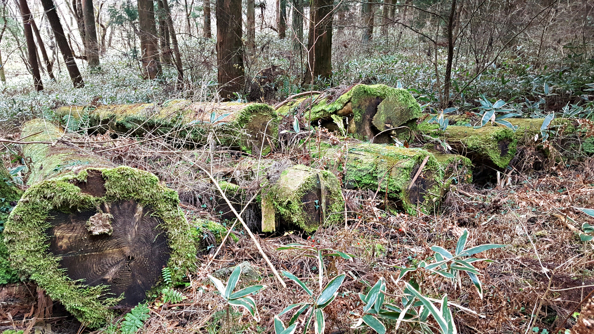 나무,숲,tree,plant,자연,옥외,nature