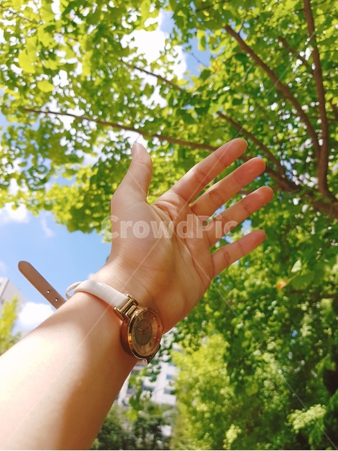 햇볕,손,햇살,해,날씨,날씨맑음,따사로운햇볕,신체일부,몸,body