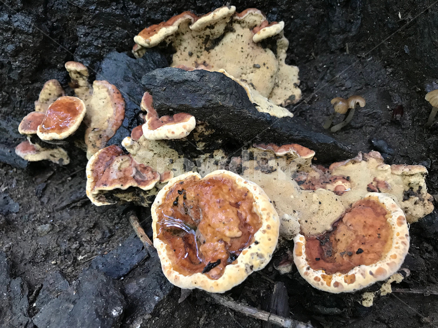 버섯,mushroom,식물,plants,자연,nature,버섯,mushroom