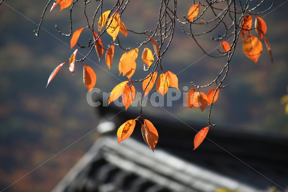단풍,잎,엽록소,가을,redleaves,가을,계절,fall,autumn,season,plant,식물,leaf,veins,정맥