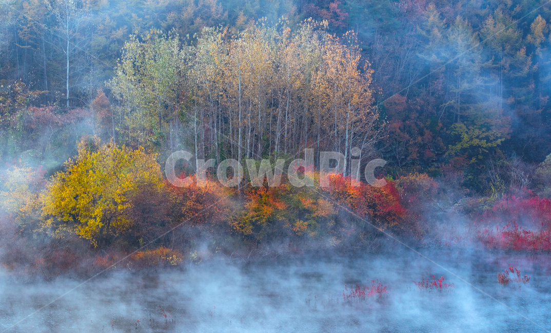 가을,자작나무,물안개,아침,호수,한국,가을,계절,fall,autumn,season,자연,풍경,nature,landscape,art,미술,painting,그림