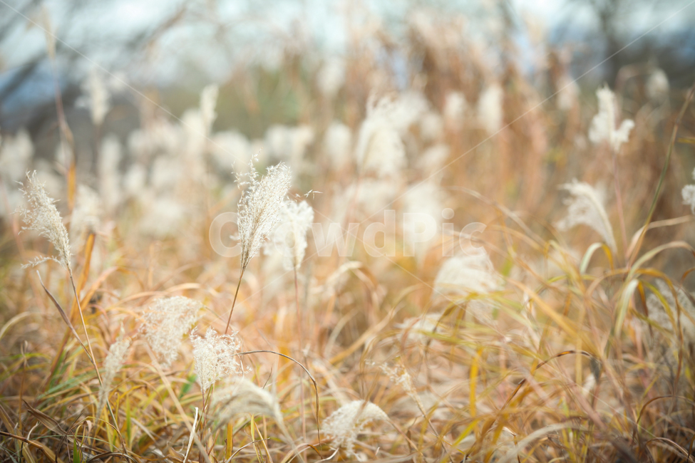 가을,가을풍경,가을갈대,갈대,갈대숲,자연,계절,fallautumnseason,식물,plants,가을,계절,fall,autumn,season,식물,자연,plants,nature,감성,sensible,feeling,grass,잔디,plant,outdoors,옥외,ice,빙