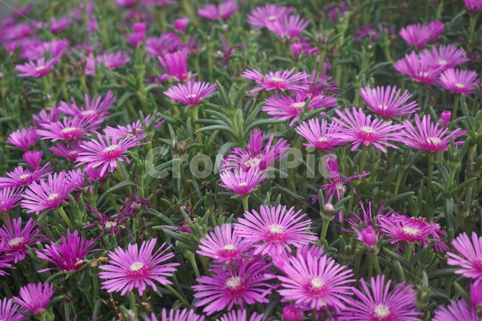 꽃,산꽃,들꽃,여름,자연,식물,식물,자연,plants,nature,꽃,flower