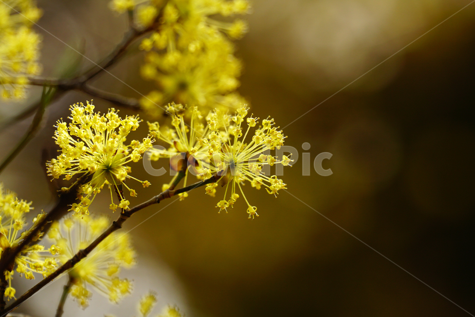 산수유,봄꽃,한국자연,꽃,꽃사진,플라워,flower,봄,spring,식물,plants,자연,nature,풍경,landscape,계절,season,snap,스냅,접사,macro,closeup,클로즈업,감성사진,감성,힐링,healing,느낌,feel,feeling,꽃밭,화단,나무,나뭇가지,tree,꽃봉오리,4월,April,봄,계절,spring,season,식물,자연,plants,nature,꽃,flower,plant