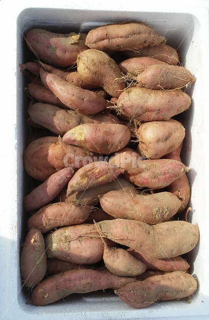 고구마,메꽃과,감저,조저,남감저,구황작물,덩이뿌리,음식,식재료,요리,food,cook,meal,dishes,food reserves