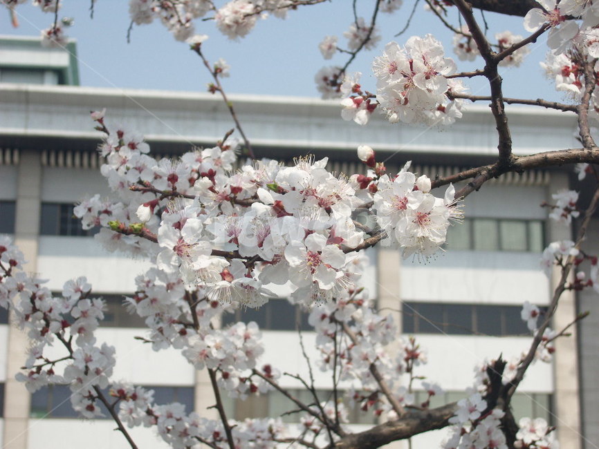 봄,벚꽃,여의도,윤중로,축제,spring,cherryblossoms,yeouido,yunjungno,festival,봄,계절,spring,season,plant,식물,blossom,꽃,flower,cherry blossom