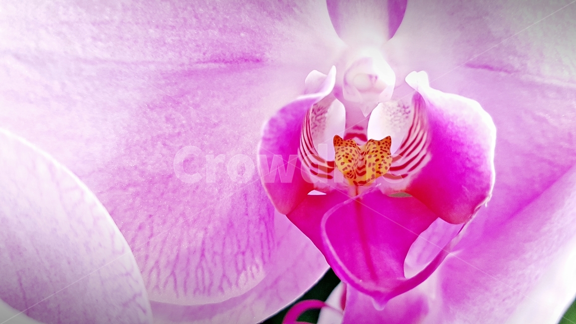 꽃,식물,꽃잎,beauty,flower,색감,감성,접사,plant,식물,자연,plants,nature,꽃,flower