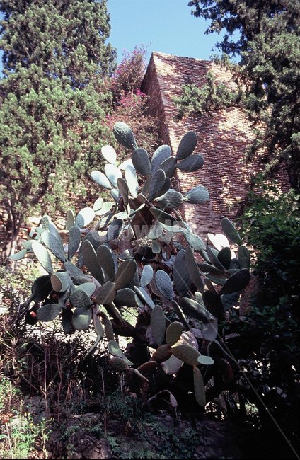 유럽,필름,선인장,풍경,자연,스페인,식물,자연,plants,nature