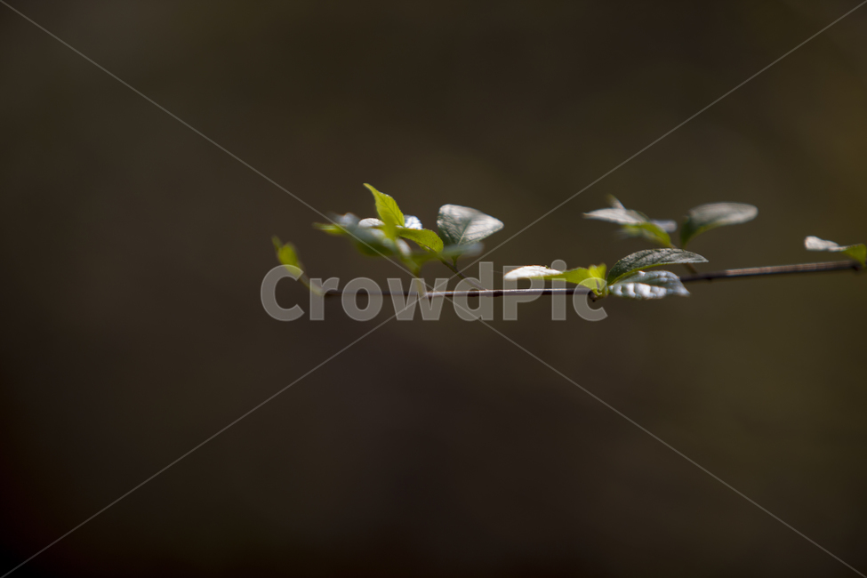 봄,나뭇잎,여린잎,나무가지,새싹,식물,자연,plants,nature,나무,trees,wood