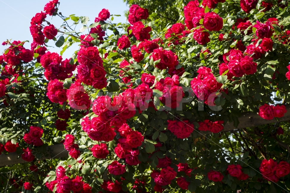 장미,색감,초여름,정열적인,roses,식물,자연,plants,nature,꽃,flower
