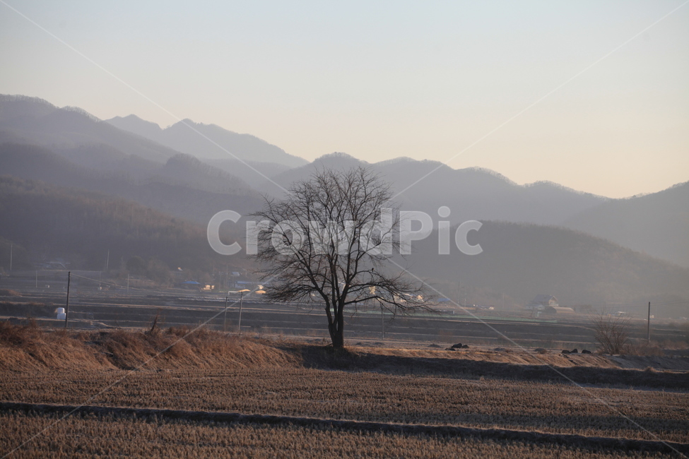 nature,자연,plant,식물,tree,나무,outdoors,옥외,아침,논,산,안개