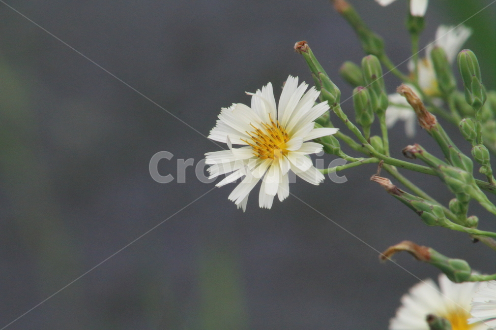 왕고들빼기,야생화,국화과,꽃,indianlettuce,고들빼기,식물,자연,plants,nature,꽃,flower