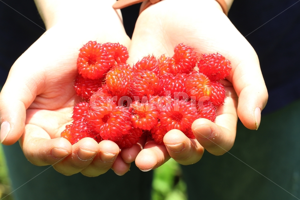 산딸기,복분자,손,빨강,자연산산딸기,식물,과일,열매,strawberry,raspberry,fruit,red,naturalacid,과일,열매,fruit