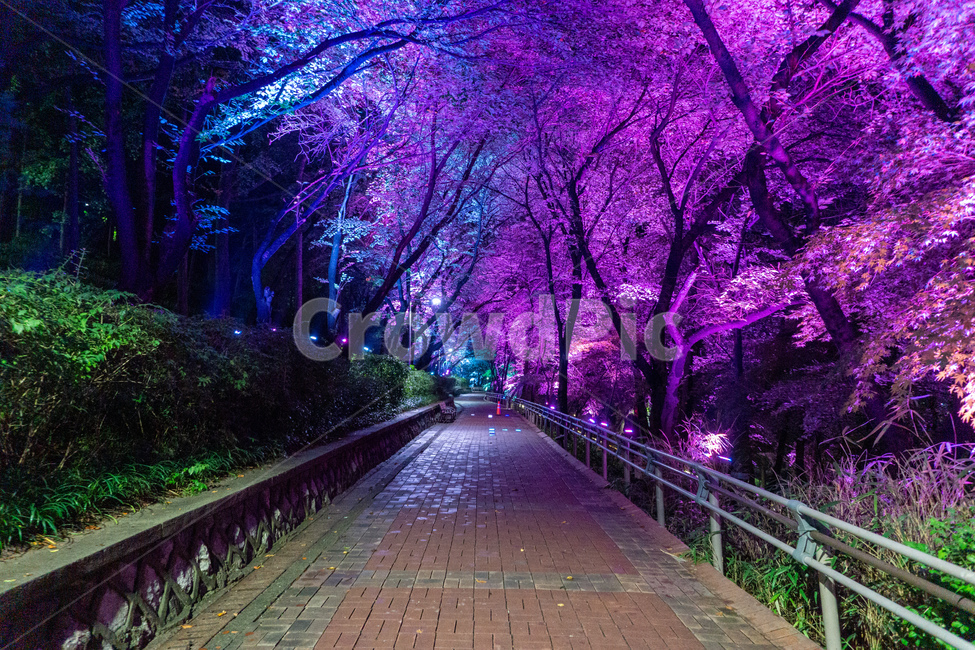 인천,자유공원,야경,led,조명,야간,동인천,차이나타운,숲,나무,공원,산책,산보,산길,오솔길,통로,보도,숲속,형형색색,forest,path,lane,trail,walkway,road,길,수풀,자연,park,tree,nature,풍경,landscape,scenery,scene,view,night,nightview,nightscene,lighting,illumination,lamp,light,colourful